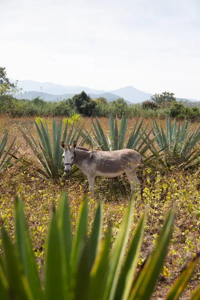 Agave field in the Central Valleys of Oaxaca